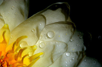 Close-up of wet flower