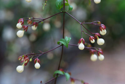 Close-up of red berries on plant