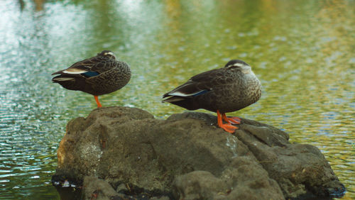 Birds perching on rock