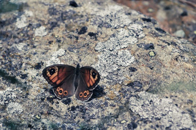 High angle view of butterfly
