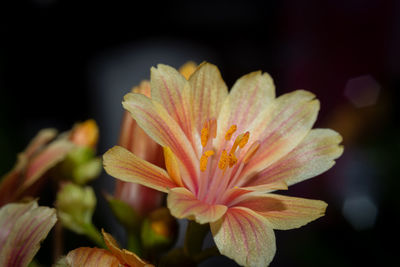 Close-up of purple flowering plant