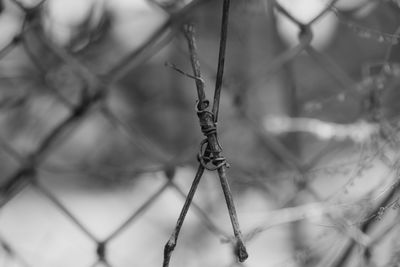 Close-up of barbed wire fence against plants