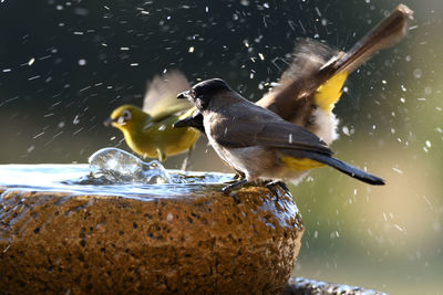 Close-up of birds flying over water