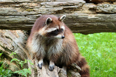 Close-up of a raccoon at heidelberg zoo