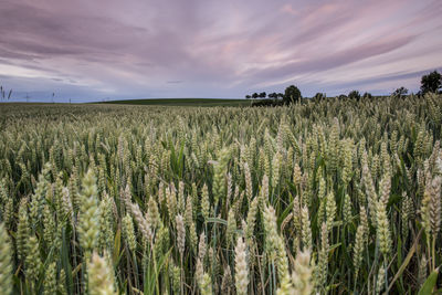 Scenic view of wheat field against sky