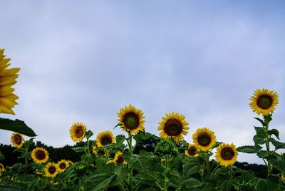 Close-up of yellow flowering plants on field against sky