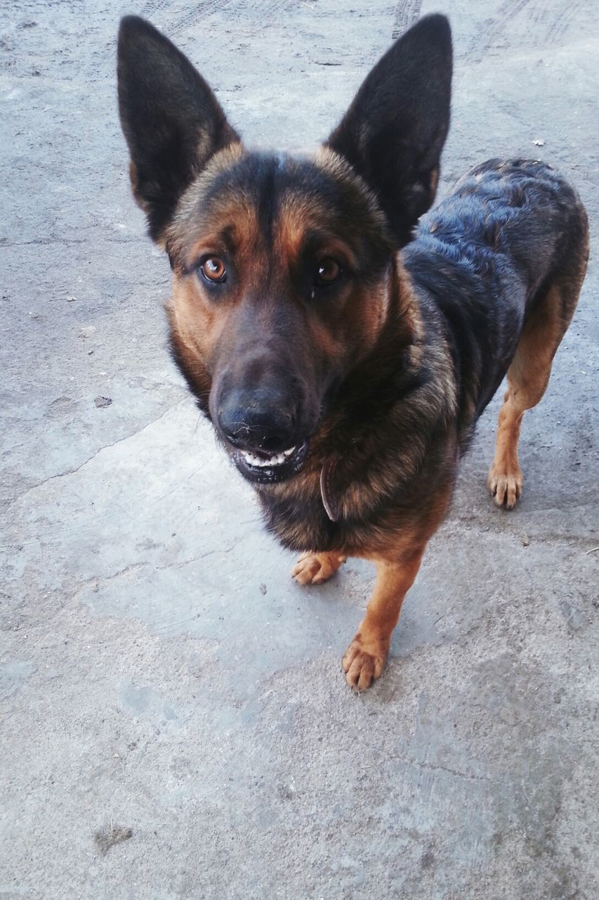 animal themes, one animal, dog, pets, domestic animals, mammal, looking at camera, portrait, sitting, high angle view, full length, zoology, pet collar, street, puppy, relaxation, no people, canine, animal head, black color