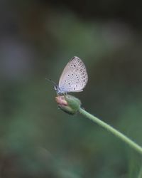 Close-up of butterfly on flower