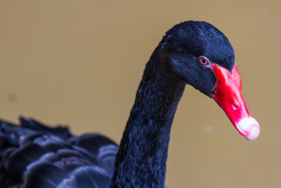 Close-up of swan