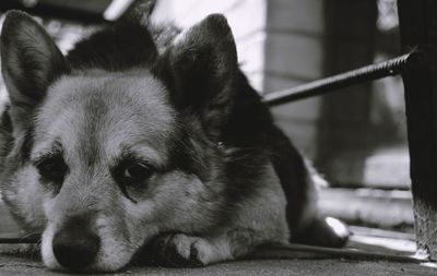 Close-up portrait of dog
