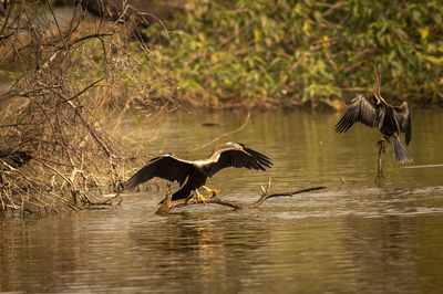 View of birds flying over lake