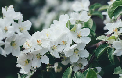 Close-up of white flowering plants