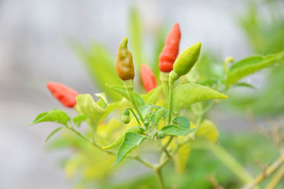 Close-up of green chili peppers on plant