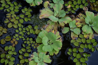 High angle view of water lily blooming outdoors