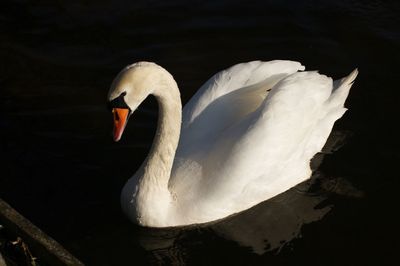 Close-up of swan swimming in lake