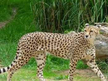 Full length of a cat on field