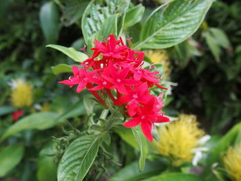 Close-up of pink flowers