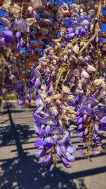 Close-up of purple flowering plants