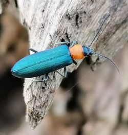 Close-up of insect on wood