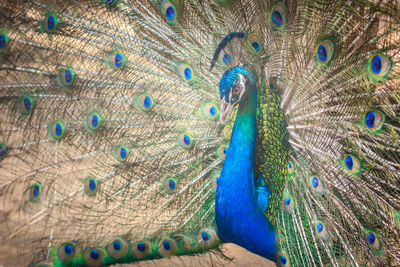 Close-up of peacock