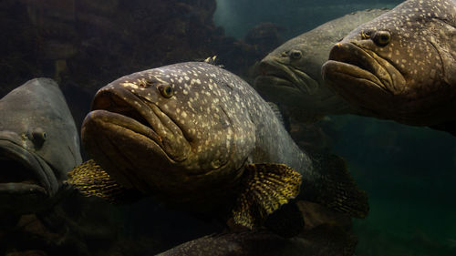 Close-up of fishes