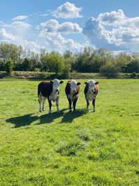 Horses in a field