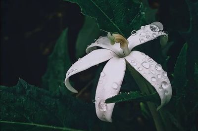 Close-up of wet white flower