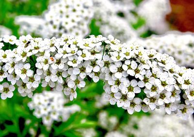 High angle close-up of white flowers blooming at park