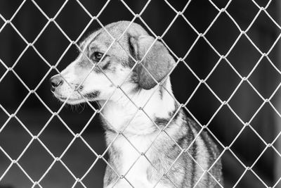 Close-up of dog looking through chainlink fence