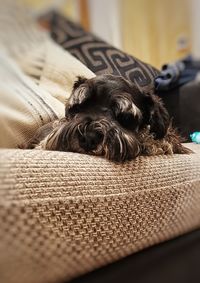 Close-up of dog sleeping on sofa at home