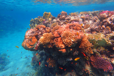 Close-up of coral in sea