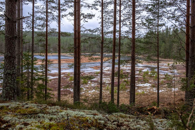 Scenic view of forest