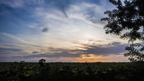 Scenic view of field against sky during sunset