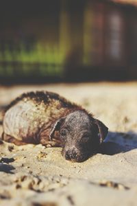 Close-up of a dog on sand