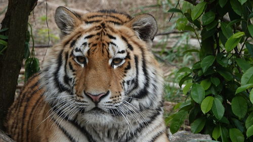 Portrait of tiger in zoo