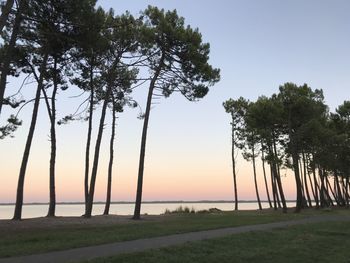 Trees on field against sky during sunset