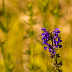 Close-up of purple flowering plant