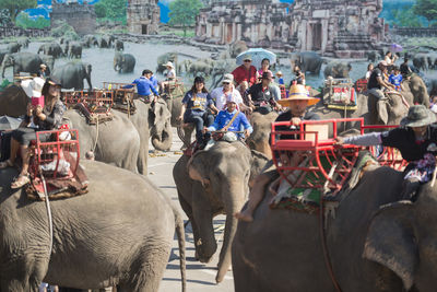 People riding elephants during sunny day