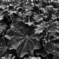 Close-up of water drops on leaves