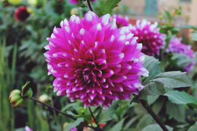 Close-up of fresh purple flowers blooming outdoors