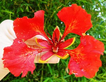 Close-up of red poppy blooming outdoors