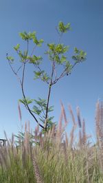 Plants growing on land against sky