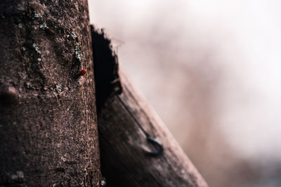 Close-up of rusty metal on tree trunk