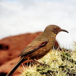 Close-up of bird perching against sky