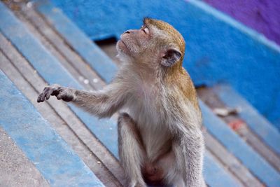 High angle view of monkey sitting on wood