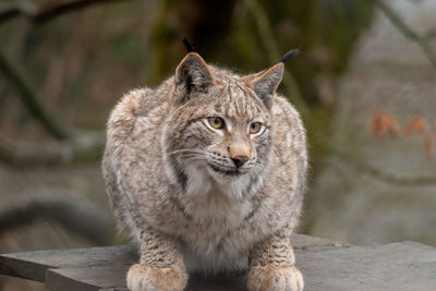 Feldkirch, austria, february 17, 2024 lynx in a wild life park shot is taken through a fence