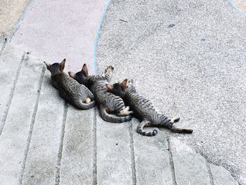 High angle view of lizard