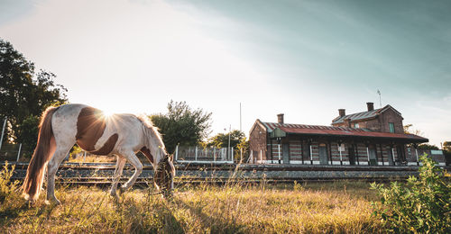 White and brown wild horse grazing at sunset on the side of the train