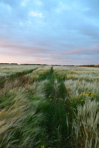 Scenic view of grassy field against cloudy sky