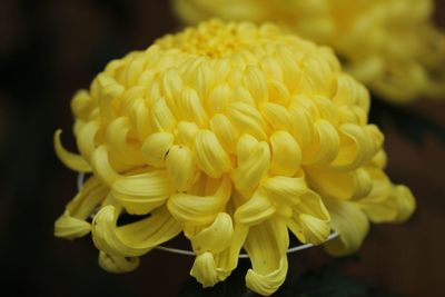 Close-up of yellow roses